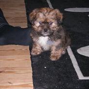 Blanding af racer Charlie