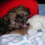 Blanding af racer Charlie