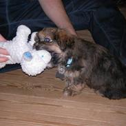 Blanding af racer Charlie