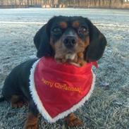 Blanding af racer Sille