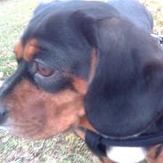 Blanding af racer Sille