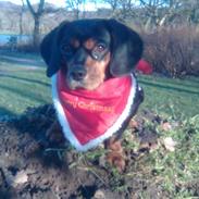 Blanding af racer Sille