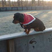 Blanding af racer Sille