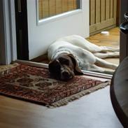 Korthåret hønsehund betoven