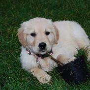 Golden retriever Molli