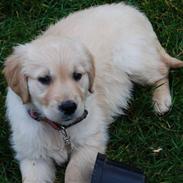 Golden retriever Molli