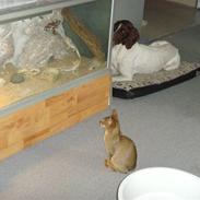 Korthåret hønsehund betoven