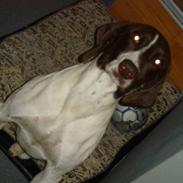 Korthåret hønsehund betoven