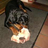 Rottweiler Freja