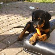Rottweiler Freja