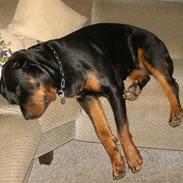 Rottweiler Freja