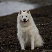 Samojedhund Chika