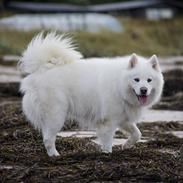 Samojedhund Chika