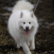 Samojedhund Chika