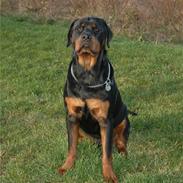 Rottweiler Bonzo