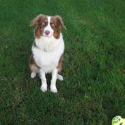 Australian shepherd Molly