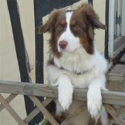 Australian shepherd Molly