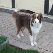 Australian shepherd Molly