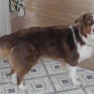 Australian shepherd Molly