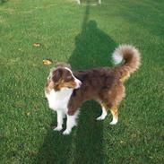 Australian shepherd Molly
