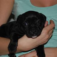 Staffordshire bull terrier Malibu