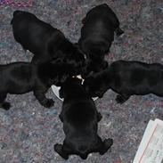 Staffordshire bull terrier Malibu