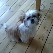 Shih tzu Bella