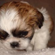 Shih tzu Bella