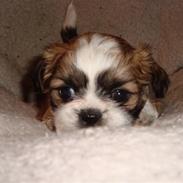 Shih tzu Bella