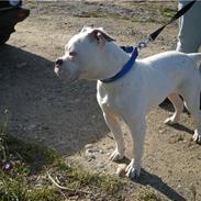Amerikansk bulldog Matheos Snowflake