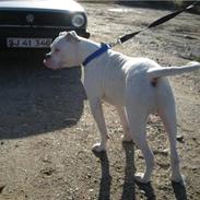 Amerikansk bulldog Matheos Snowflake