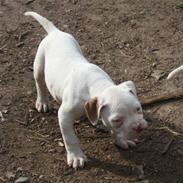 Amerikansk bulldog Matheos Snowflake