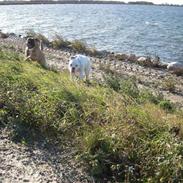 Amerikansk bulldog Matheos Snowflake