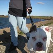 Amerikansk bulldog Matheos Snowflake