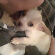 Chihuahua max og anton 