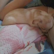 Chihuahua max og anton 