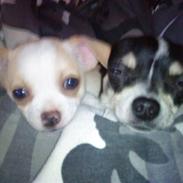 Chihuahua max og anton 