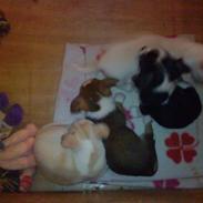 Chihuahua max og anton 