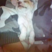 Chihuahua max og anton 