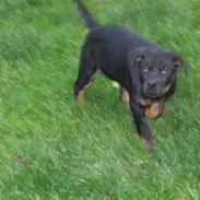 Rottweiler semi
