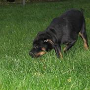 Rottweiler semi