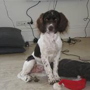 Kleiner münsterländer Rosa