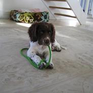 Kleiner münsterländer Rosa