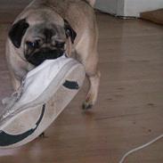 Mops Balou