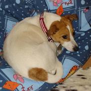 Jack russell terrier Hoki