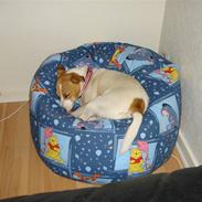Jack russell terrier Hoki