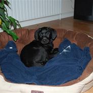 Labrador retriever Bella