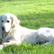 Golden retriever Milo Bøllemis McGreggor