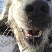 Golden retriever Milo Bøllemis McGreggor