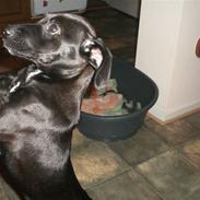 Blanding af racer Shiva